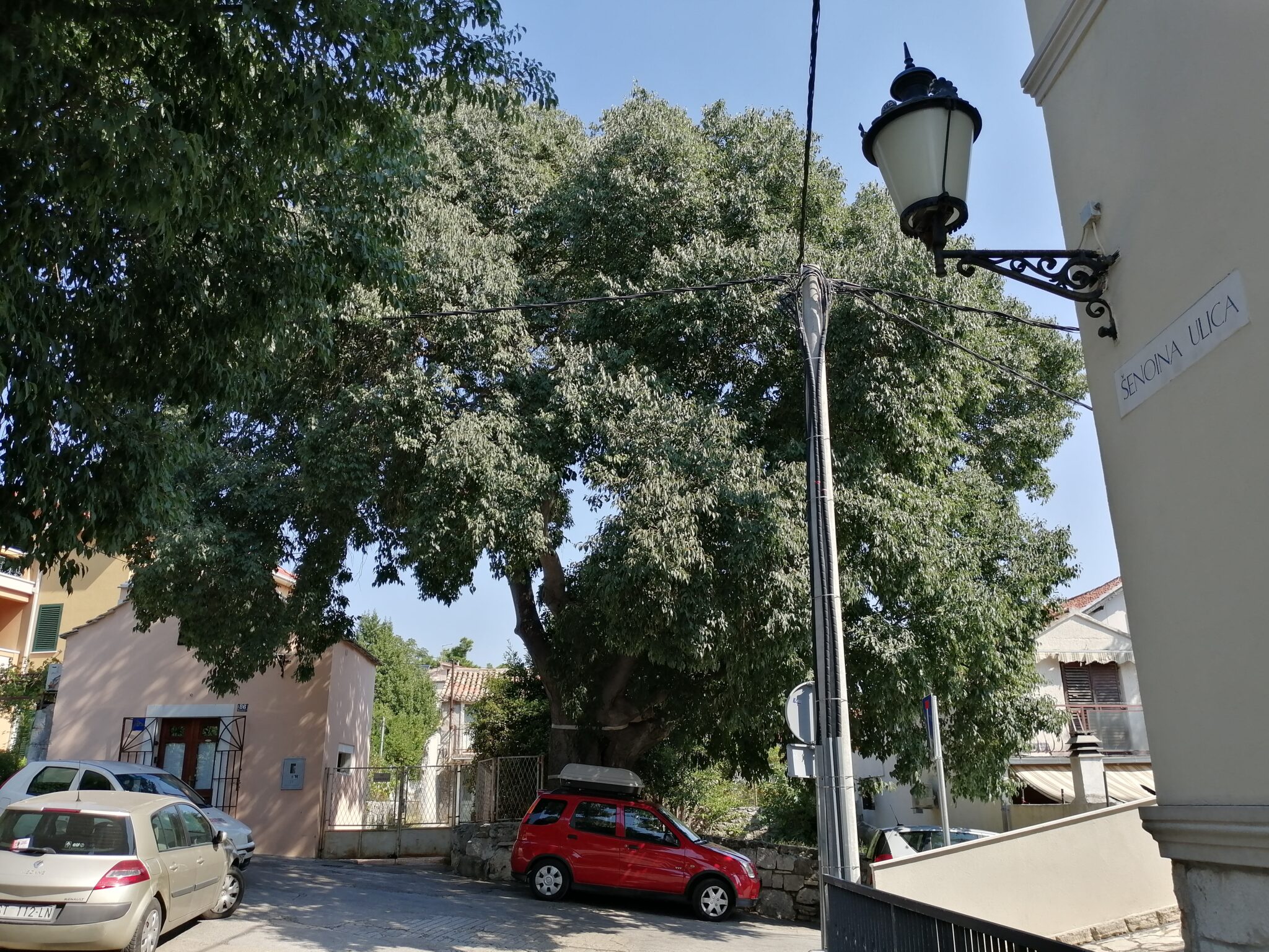 Orezana najstarija splitska košćela - Parkovi i NasadiParkovi i Nasadi